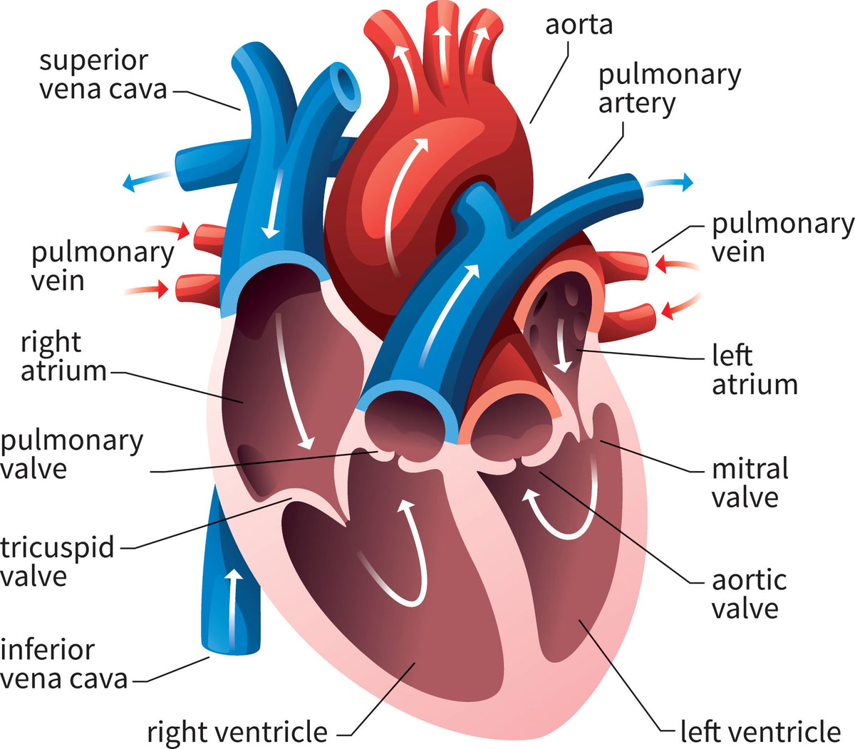 Cardiovascular and nervous systems