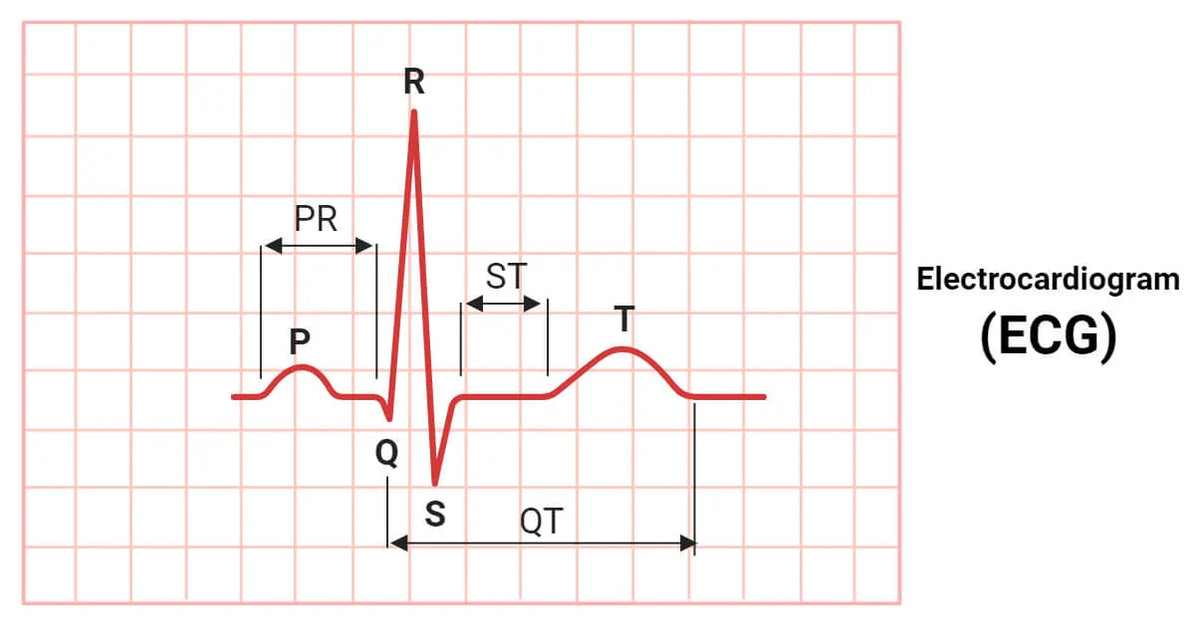 Circulation, blood pressure and ECGs