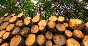 Group Booking - Qualsafe Level 3 Award in Forestry First Aid +F (RQF)